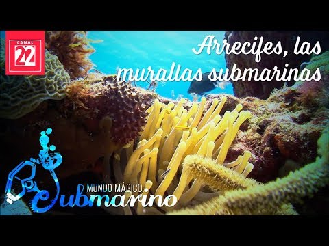 Documentales de arrecifes