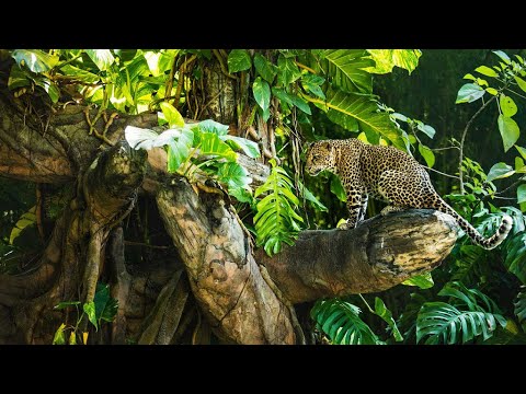 Documentales de leopardos