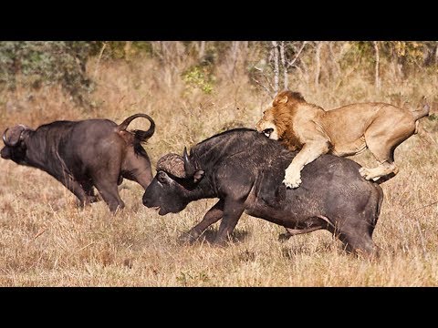 Bufalos y leones documentales