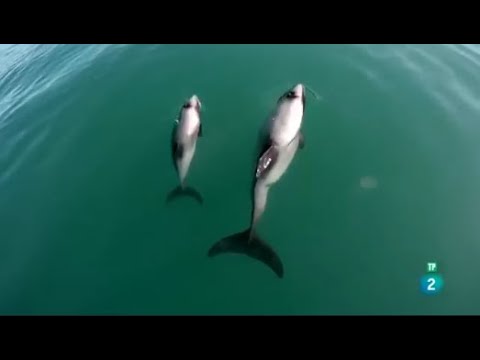 Documentales delfines