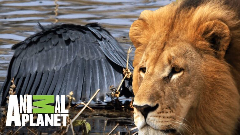 Ataques de animales salvajes en africa documentales